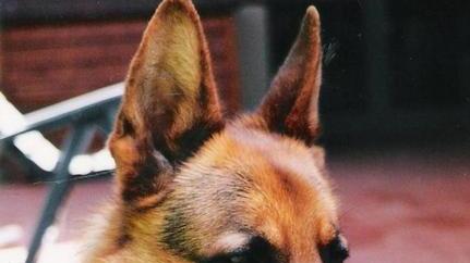 Camionista aggredito dai cani salvato dai vigili del fuoco