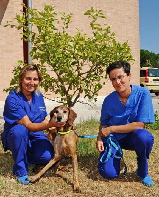 Il miracolo di Fiore, il cane investito sta meglio. Ma cerca casa 