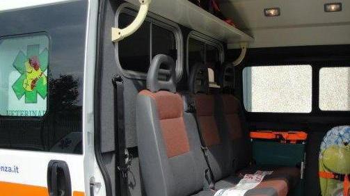 Ambulanza Svs per animali, come si fa a chiedere l’intervento