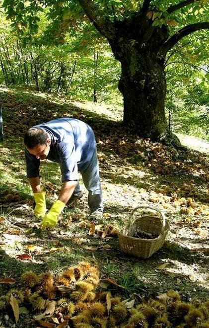 Castagne già dimezzate in Montagna 