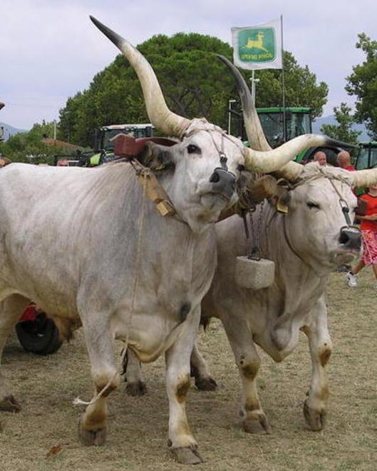 La fiera cresce: 150 i bovini iscritti 