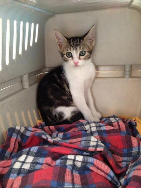 Il gatto Paolino, salvato dall’Oasi felina, ora cerca nuovi padroni 