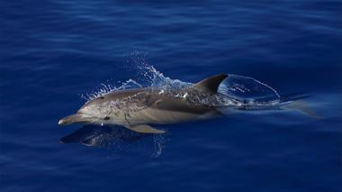 Branco di 70 delfini avvistato davanti alle coste galluresi 