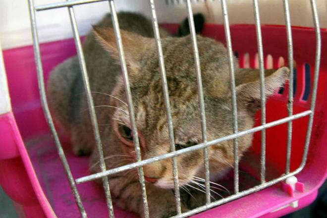 Gatto travolto da un’auto, arriva l'ambulanza veterinaria della Svs 
