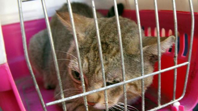 Gatto travolto da un’auto, arriva l'ambulanza veterinaria della Svs