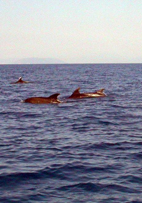 Cresce la colonia dei delfini al largo di Viareggio 