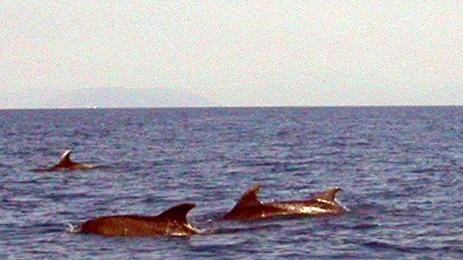 Cresce la colonia dei delfini al largo di Viareggio