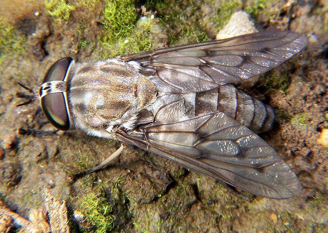 Dopo le meduse, sciami di vespe e tafani 
