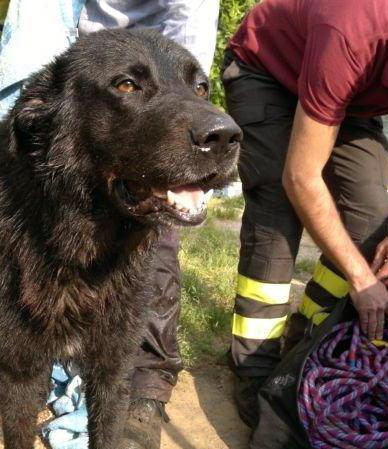 Salvato cane che finisce nel condotto pubblico 