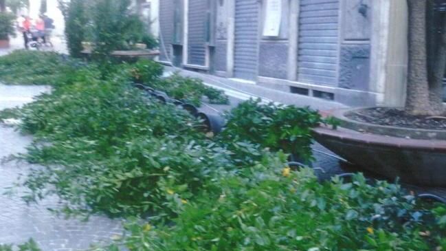 Piante instabili basta una ventata e finiscono a terra