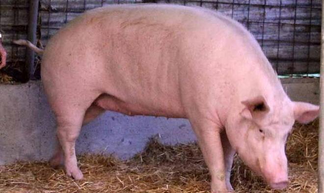 Montepepe, non solo cani c’è anche la scrofa Peppa