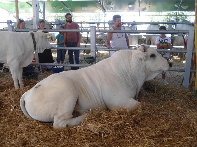 Iniziata a Bibbona la fiera della zootecnia 