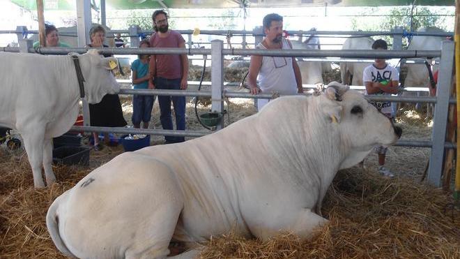 Iniziata a Bibbona la fiera della zootecnia