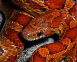 Serpente fugge dalla sua teca e finisce in strada 