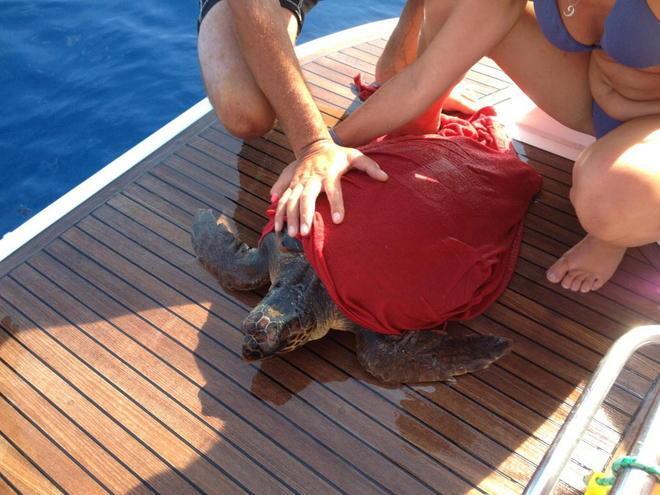 Tartaruga ferita salvata da turisti pisani 
