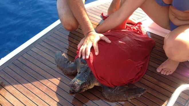 Tartaruga ferita salvata da turisti pisani