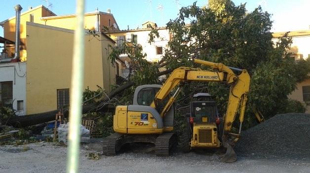 Il vento e il cantiere abbattono due alberi, sul web è polemica 