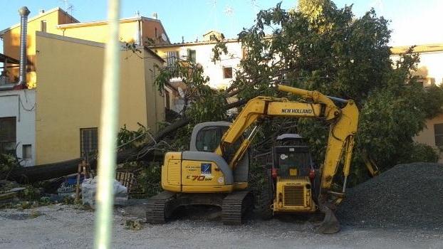 Il vento e il cantiere abbattono due alberi, sul web è polemica
