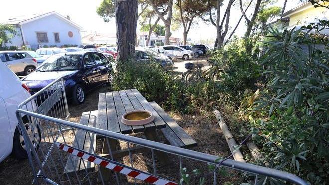 Ordine al demanio: «Pulite la pineta»
