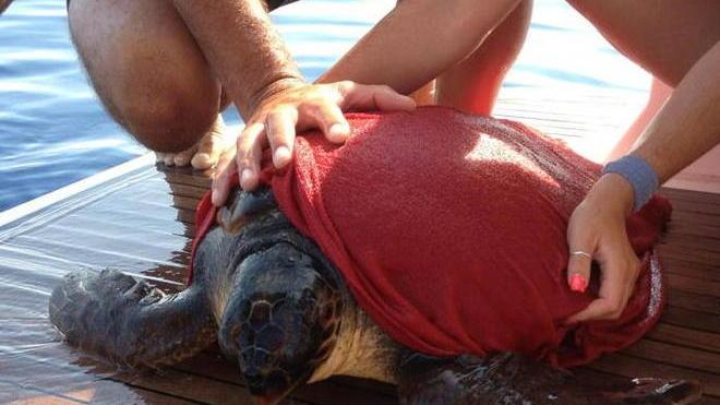 Angeli pontederesi salvano la tartaruga Caretta Caretta