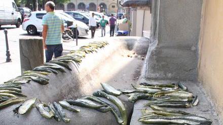 Sorpresa in piazza Mercatale, la fontana cosparsa di cetrioli