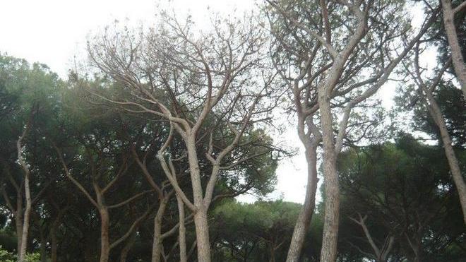 Pioggia di critiche on line Follonica perde appeal?