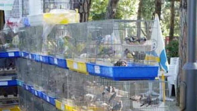 Fiera degli uccelli ed esposizione canina