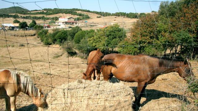 Cavallo terrorizzato dal temporale resta sdraiato per ore e viene soppresso