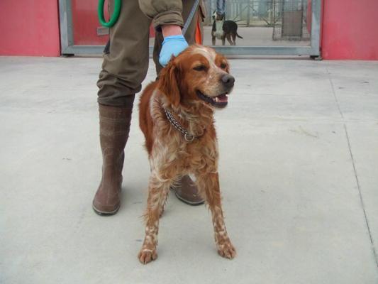 Cane trascinato dalla corrente, salvato dalle guardie ambientali 