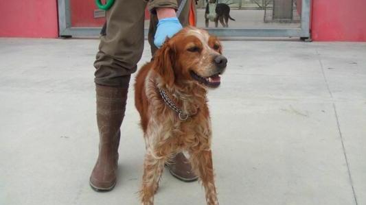 Cane trascinato dalla corrente, salvato dalle guardie ambientali