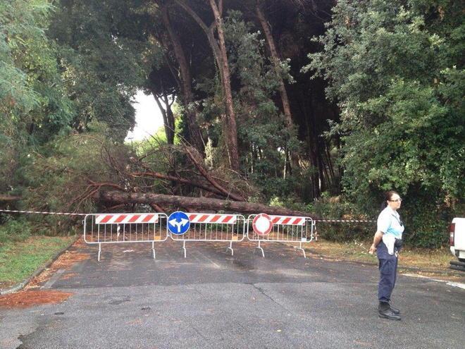 Pioggia e violenti raffiche di vento: danni in pineta e sulle spiagge 
