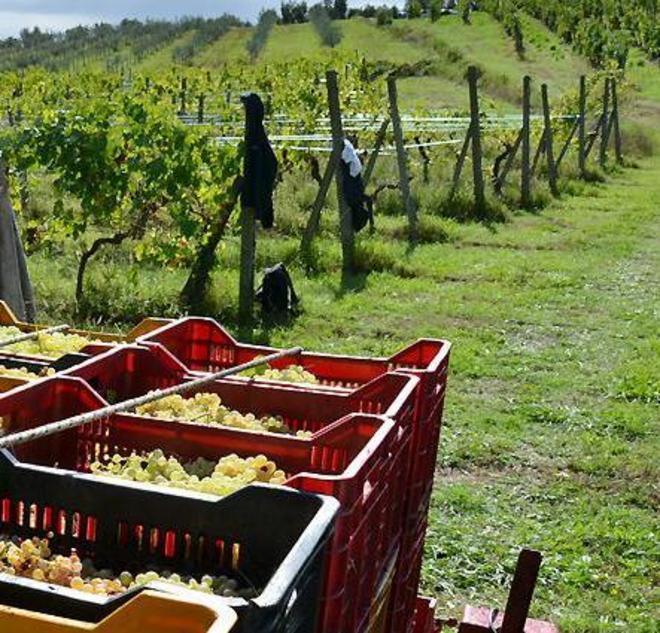 A Montecarlo servono invece 200 braccianti