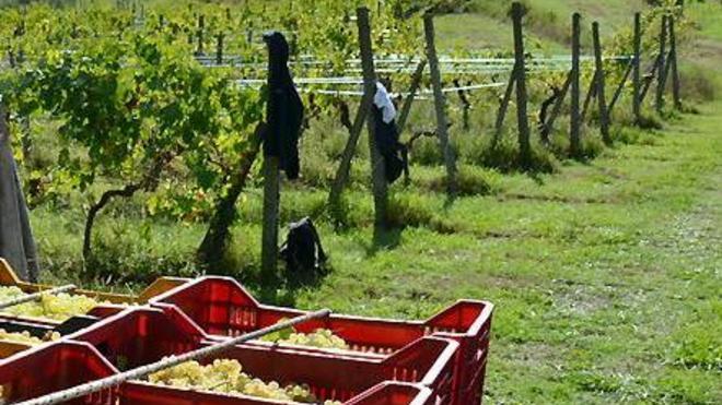 A Montecarlo servono invece 200 braccianti