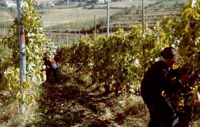 Bella annata, ma non c’è lavoro in più 