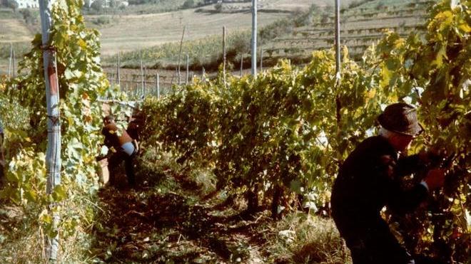 Bella annata, ma non c’è lavoro in più