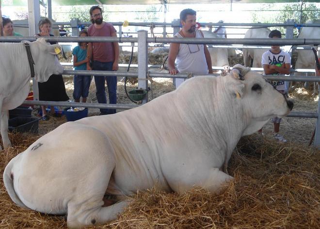 Fiera della zootecnia, ultimo atto 