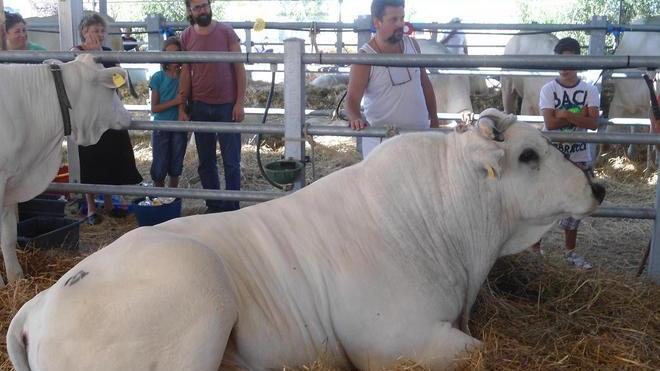 Fiera della zootecnia, ultimo atto