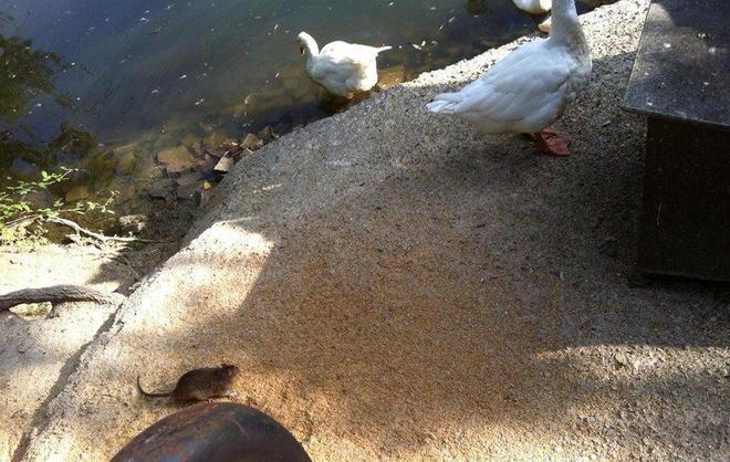 Parco infestato dai topi 