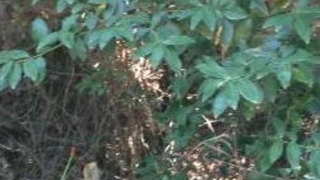 Sporcizia e degrado nelle pinete del golfo «Punire gli incivili»