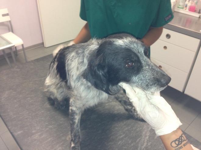 Cagnolina stremata, soccorsa con l'ambulanza veterinaria 