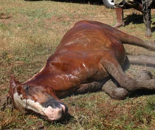Cavallo non si rialza, soppresso 