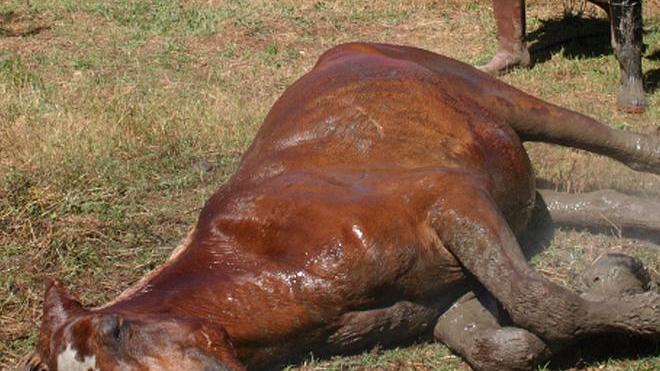 Cavallo non si rialza, soppresso