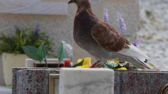 Gli escrementi degli storni sommergono le lapidi