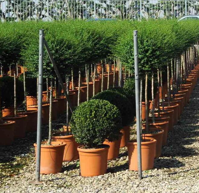 Appello ai vivaisti per rendere tutto più verde