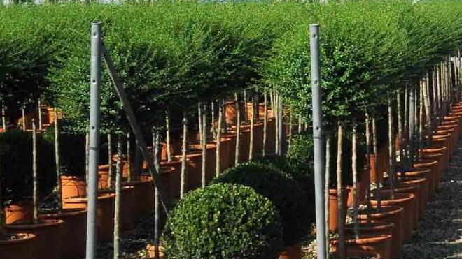 Appello ai vivaisti per rendere tutto più verde