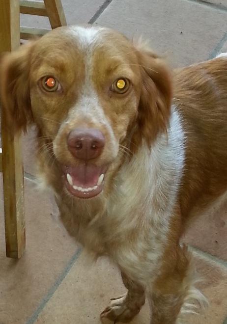 sos animali