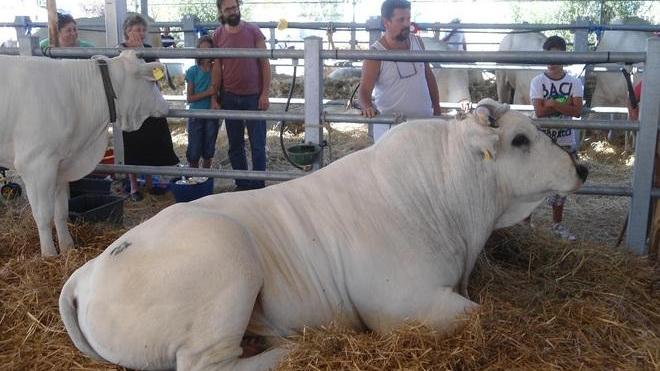 Fiera della Zootecnia, boom di presenze