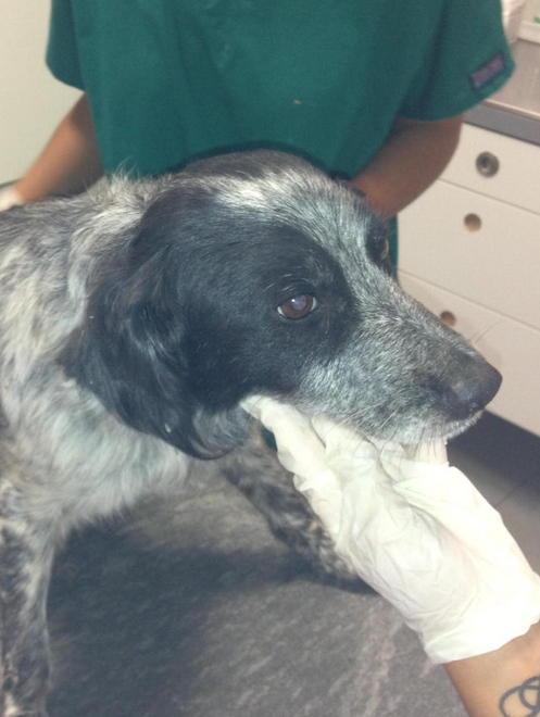 Cagnolina stremata salvata dalla Svs