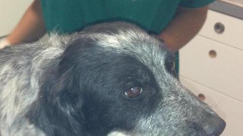 Cagnolina stremata salvata dalla Svs