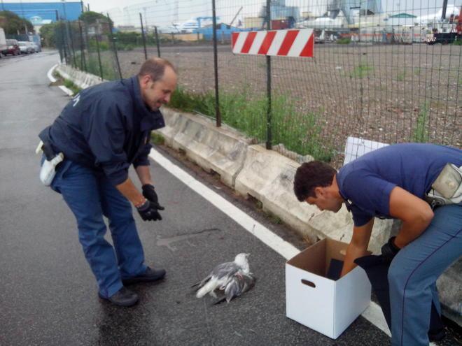 Gabbiano salvato dalle volanti della polizia 